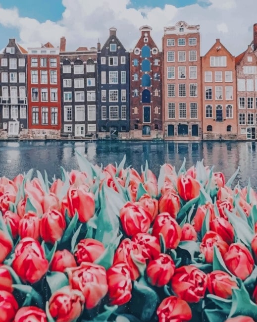 Amsterdam Tulips Paint By Numbers