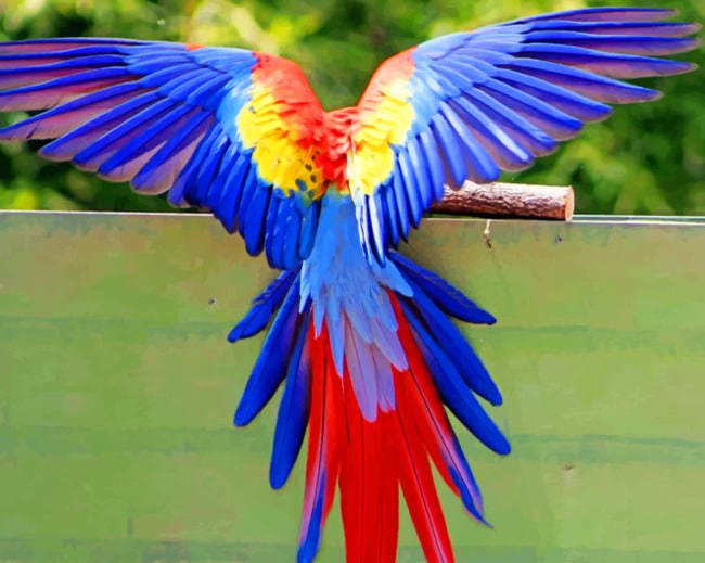 Macaw Bird Paint By Numbers