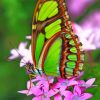 Green Butterfly Paint by numbers