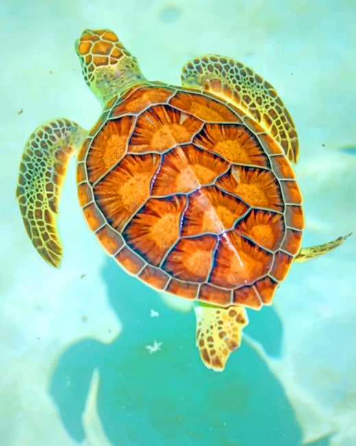Hawksbill Sea Turtle NEW Paint By Numbers - Numeral Paint Kit