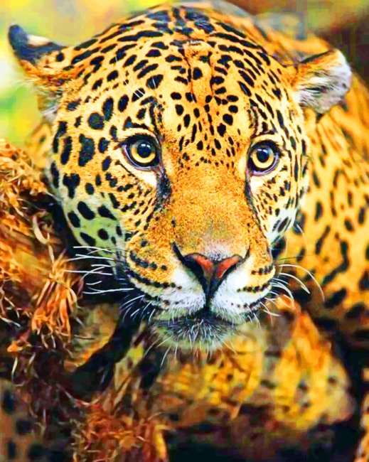 Jaguar Animal Paint By Numbers