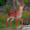 White Tailed Deer Paint By Numbers