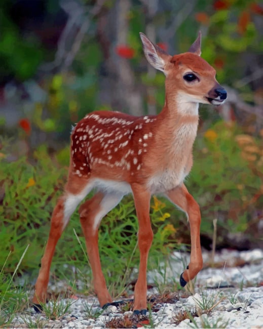 White Tailed Deer Paint By Numbers