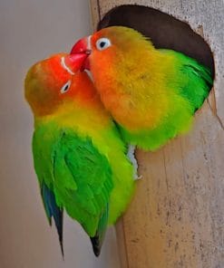 Fischer Lovebirds Paint By Numbers