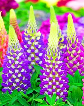 Lupins Plants paint by numbers