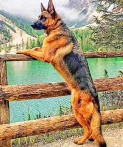 Old German Shepherd Paint By Numbers