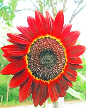 Red Sunflower Paint By Numbers
