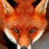 Red Fox Paint By Numbers