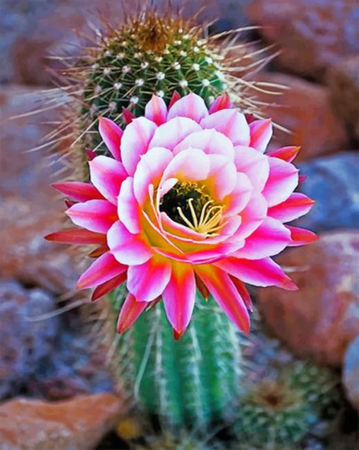 Pink Flower Cactus Paint By Numbers