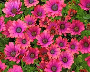 Pink Daisies Paint By Numbers