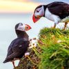 Puffins Birds Paint by numbers