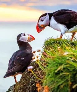 Puffin Birds Paint By Numbers