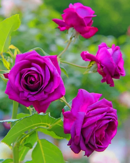 Purple Roses Paint By Numbers