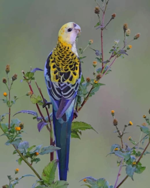 Pale Headed Rosella Paint By Numbers