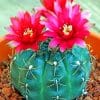 Flowers Cactus Paint By Numbers