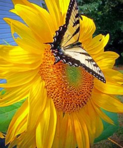 Sunflower And ButterflySunflower And Butterfly paint by numbers