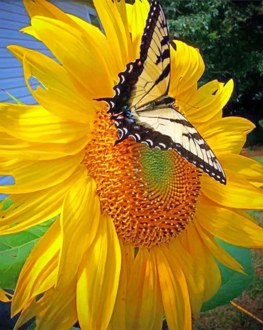 Sunflower And ButterflySunflower And Butterfly paint by numbers