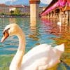 Swan In Reuss River Paint By Numbers