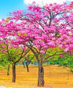 Tabebuia Rosea Tree Paint By Numbers