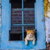 Cat In Window Paint By Numbers