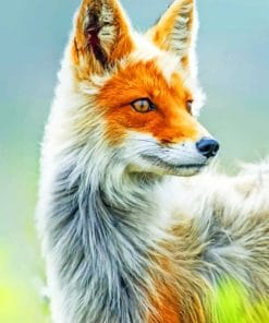 White And Orange Fox Paint By Numbers