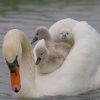 Swan Family Paint By Numbers