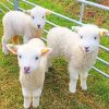 White Fluffy Lambs paint by numbers