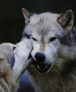 Wolves In Love paint by numbers