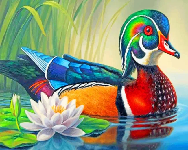 Wood Duck Paint By Numbers