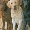 Labrador Dogs paint by numbers