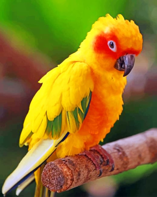 Sun Conure Parrot Paint By Numbers