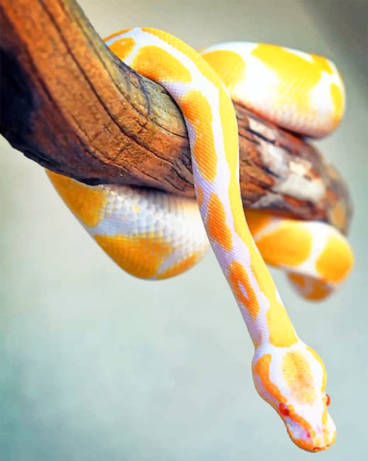 python painting