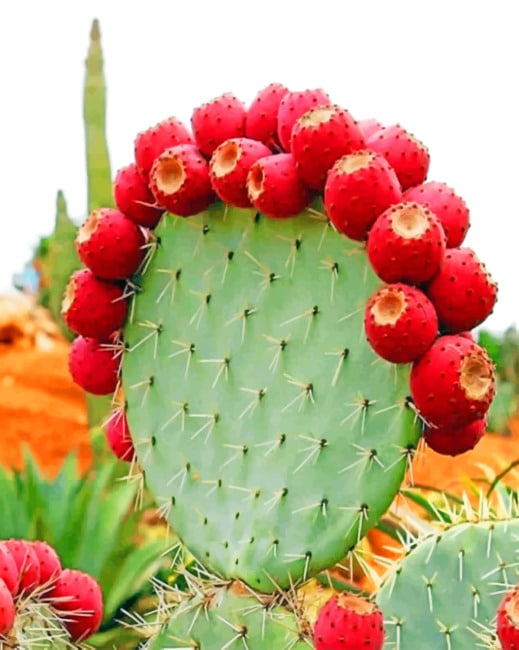 Prickly Pear Cactus Paint By Numbers