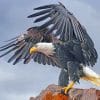 Bald Eagle Bird Paint By Numbers