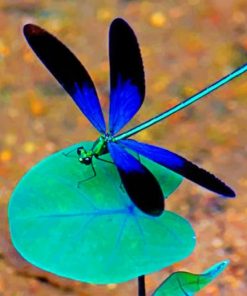 Black And Blue Dragonfly Paint by numbers