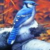 Blue Jay paint by numbers