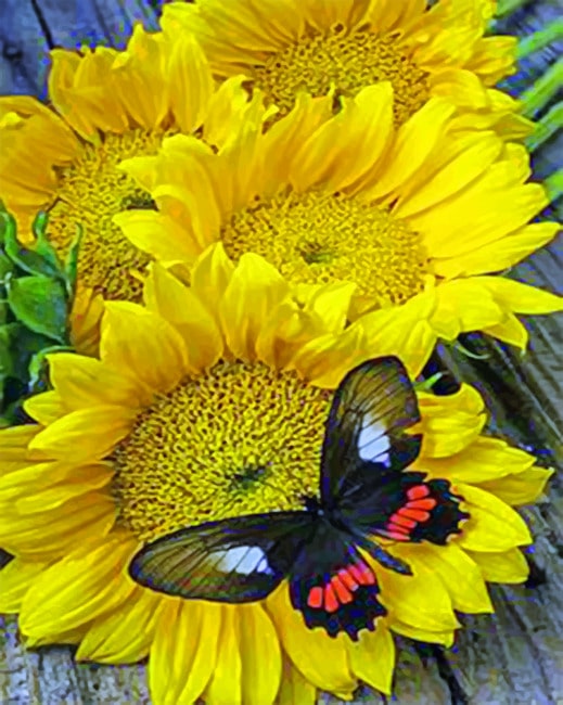 Butterfly On Sunflowers Paint By Numbers