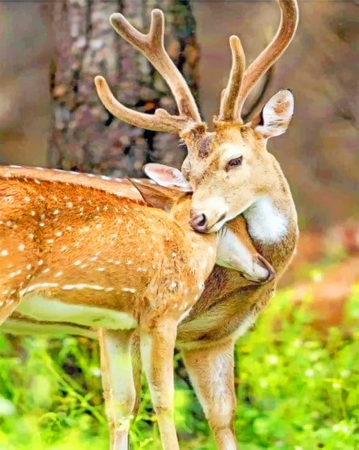Cute Deers Hugging Paint by numbers