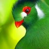 Green Bird Paint by numbers