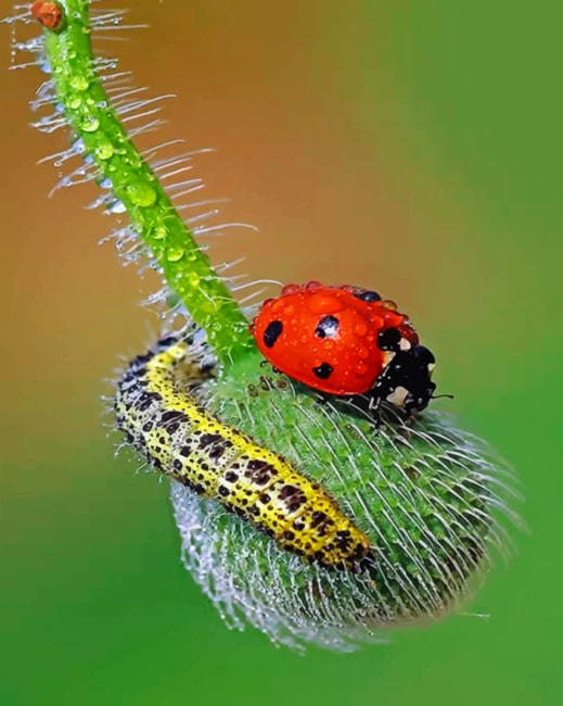 Ladybug Insect Paint By Numbers