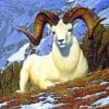 White Bighorn Sheep Paint By Numbers