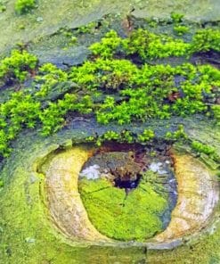 Nature Mother Eye Paint By Numbers