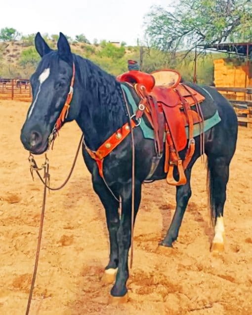 Western Black Horse Paint By Numbers Numeral Paint Kit