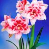 Amaryllis flower paint by number