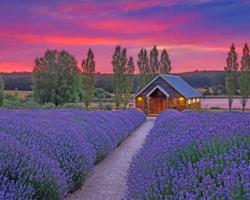Cabin in lavender field paint by numbers