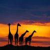 Giraffes Silhouette paint by numbers