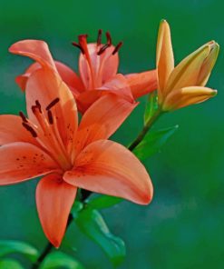 Orange Lily Flower paint by number