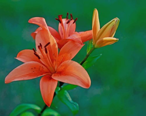 Orange Lily Flower paint by number