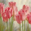 Pink tulips paint by number
