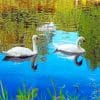 Swan Birds In Lake Paint By Numbers